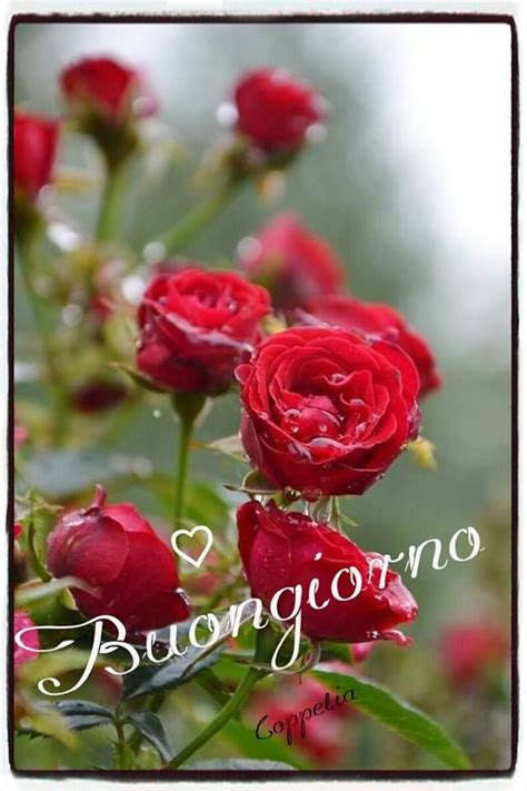 bellissime immagini buongiorno con i fiori